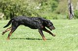 BEAUCERON 833